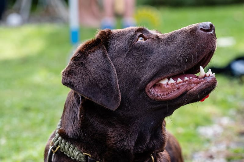 The photo of a chocolate labrador the page was made from